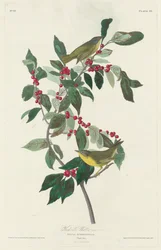 Reinita de Nashville, 1830